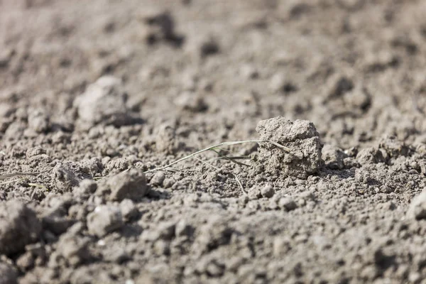 Getrockneter Schmutz Oberfläche mit grünem Grasstamm — Stockfoto