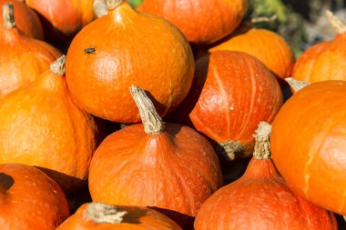 Parlak Turuncu Kabaklar Doğrudan Güneş Işığında