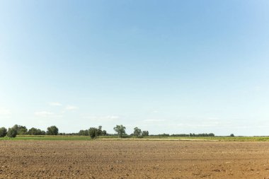 Hollanda kırsalında oturan Patates Yaması