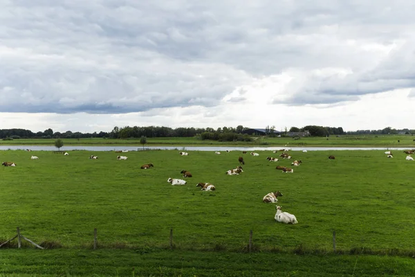 Herd van runderen die allemaal een pauze nemen — Stockfoto