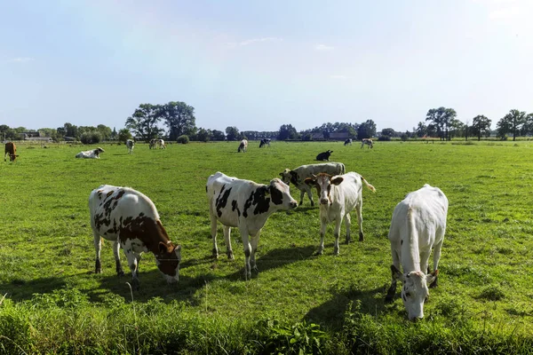 Friese Koeien grazen op Nederlandse akkers — Stockfoto