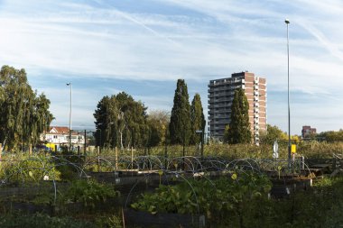 Zwolle Endüstriyel Alanında Toplum Bahçesi