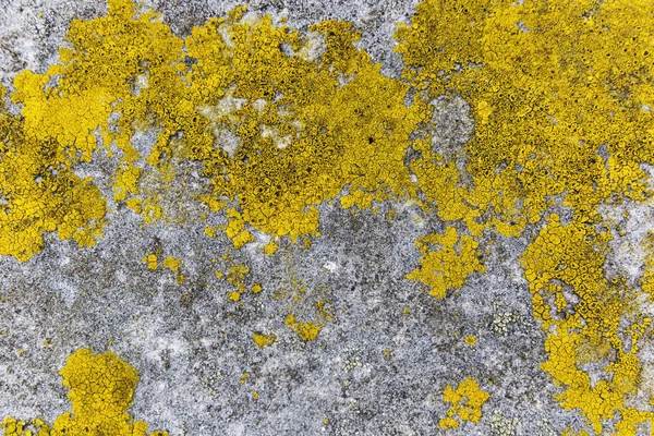 Leuchtend gelber Schimmel wächst an Contrete-Wand — Stockfoto