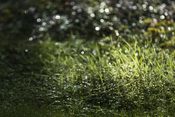 Λαμπερό πράσινο γρασίδι μετά σταγόνες βροχής έπεσε — Φωτογραφία Αρχείου