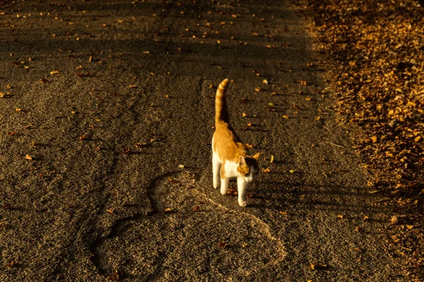 Кошка идет по осенней лесной дороге — стоковое фото