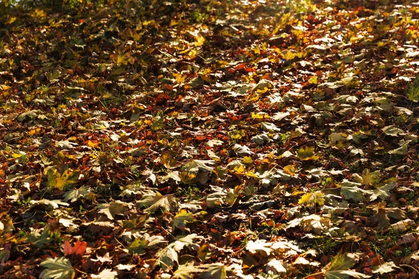 Autumn Leaves Fallen On To Forest Surface — Stock Photo, Image