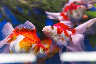 Ryukin Balığı Aquraium Tankında Ahenkli Yüzüyor