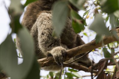 Koala ayısının ayağı okaliptüs ağacının dalını sıkıca tutuyor.