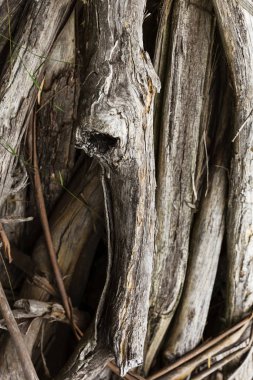 Alttaki dünyayı kaplayan devrilmiş ağaç dalları
