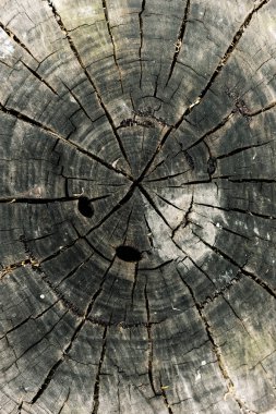 Kesilmiş Ağaç Kurutma Merkezi Halkaları Yavaşça Birbirlerinden Kırılıyor