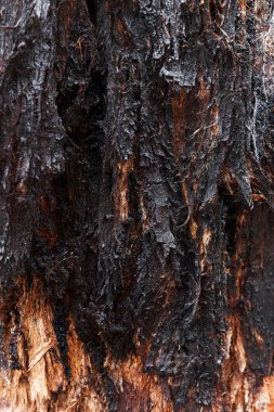 Zengin siyah ağaç kabuğu katmanlarından dökülüyor.