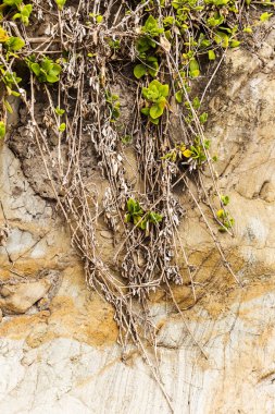 Yeşil sarmaşıklar kayaların üzerinde asılı
