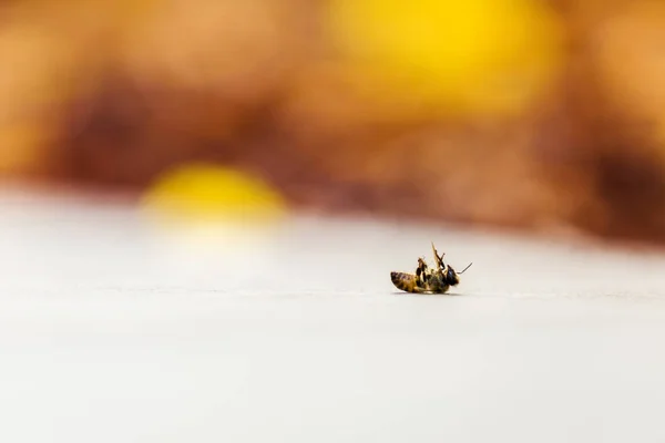 Wespe stirbt langsam auf Gartenweg — Stockfoto