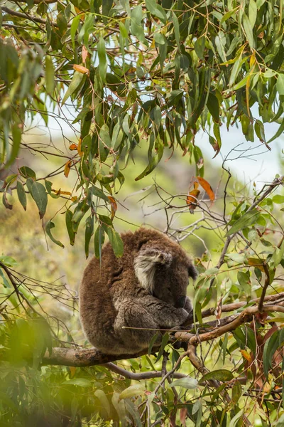 Uykucu koala yukarıda sakızağacının üzerinde oturuyor. — Stok fotoğraf