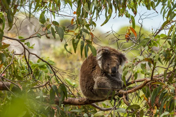 Koala kıyı sakızının tepesinde oturuyor. — Stok fotoğraf