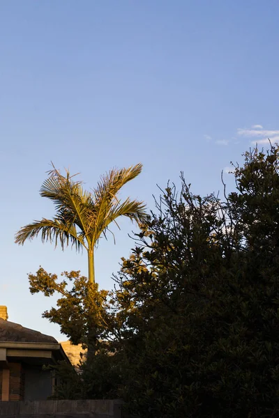 Palme wächst in Vorstädten — Stockfoto