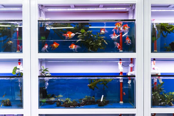 Nouveau aquarium Ryukin récemment installé dans un espace de vente au détail d'aquarium — Photo
