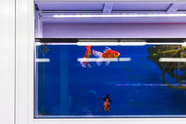 Aquariumtank met vissen die hun nieuwe thuis vinden — Stockfoto