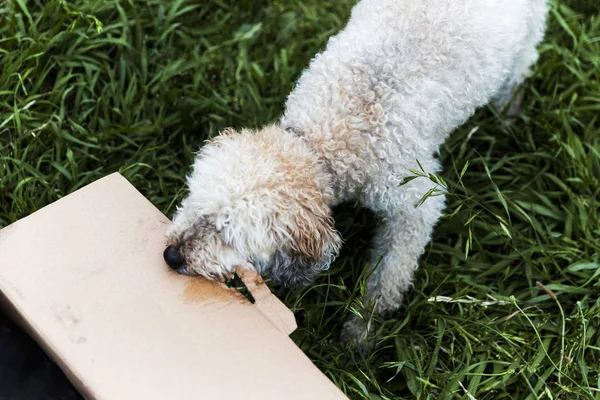 Honden bijten en scheuren naar karton in lang gras — Stockfoto