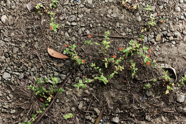 Bush Gravel & Shrubs With Tiny Wild Flowers Growing Through — 스톡 사진