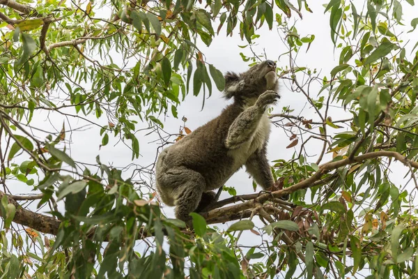 Urso de coala à procura de ramo de eucalipto para sustento — Fotografia de Stock