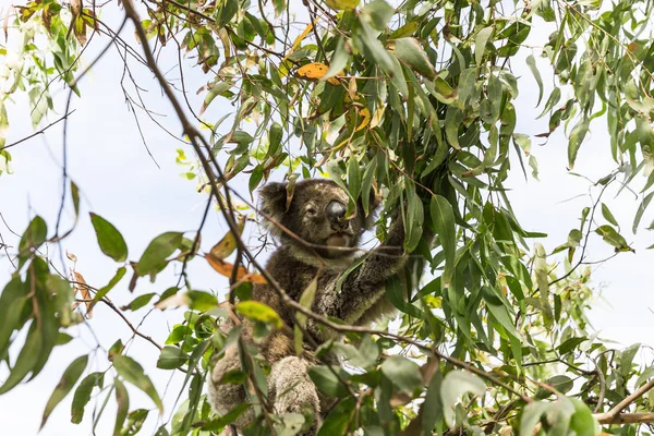 Koala okaliptüs yapraklarına uzanırken doğrudan kameraya bakıyor. — Stok fotoğraf