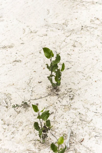 Liten grön buske växer ut från torra ökenlandskap — Stockfoto