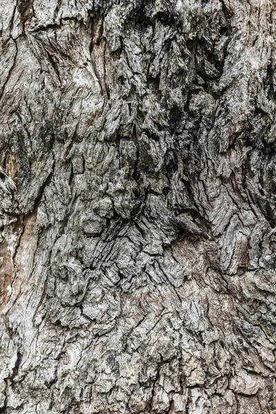 Graue Baumstammoberfläche mit rauer Kante, die hervorsteht — Stockfoto