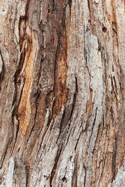 Baumrinde bewegt sich in gebogener Richtung entlang der Stammoberfläche — Stockfoto