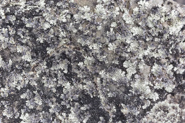 White Flake Distorted Texture Eroding On Stone Surface — Stock Photo, Image