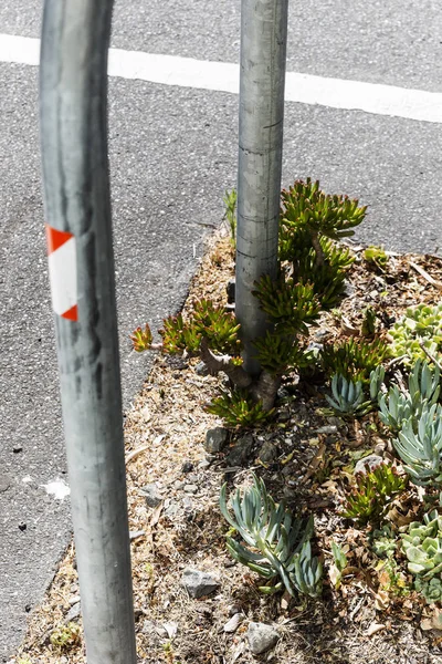 Succulents Growing On Melbourne Sidewalk With Protection Barrier — 스톡 사진