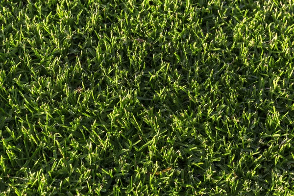 Grass Illuminated By Afternoon Light — 스톡 사진