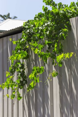 Avustralya banliyösünün çitlerinden sarkan yeşil yapraklar