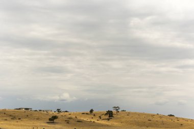 Avustralya 'da bulutlu bir öğleden sonra otlayan ineklerle birlikte açık çayır.