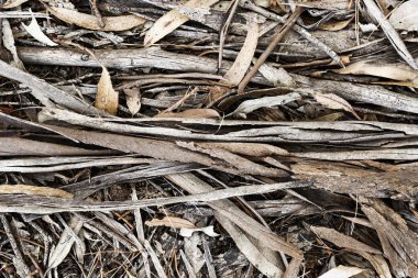 Kurumuş ağaç kabuğu ve yapraklarıyla desenli orman zemini.