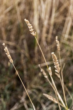 Mısır gevreği soğanları çiftçilerin otlaklarında kurutuldu.