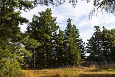 Kurumuş yüzeyi olan vahşi bir çam ormanı