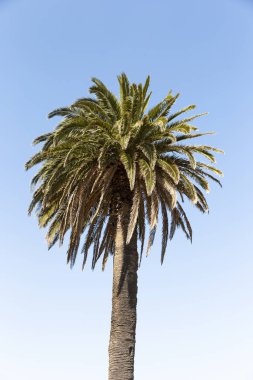 Mükemmel mavi gökyüzünde tek başına duran palmiye ağacı yaz günü
