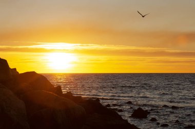 İzole edilmiş siluetli kuşla muhteşem okyanus gün batımı