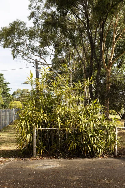 Overgrown Bush Beside Empty Parking Lot — 스톡 사진