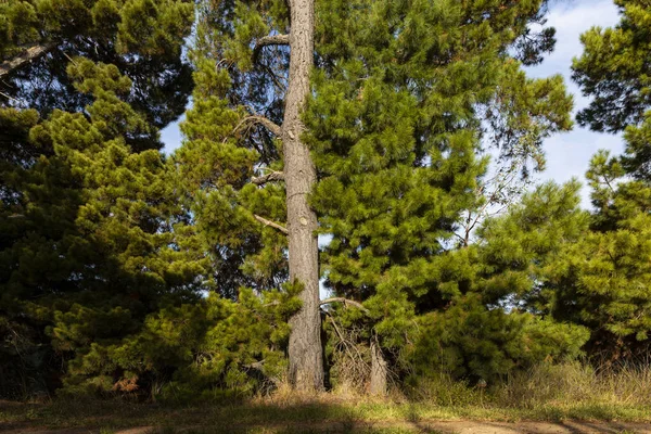 Вертикальний дерев'яний пень піддається придорожньому денному світлу — стокове фото