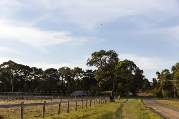 Man Embrasing The Afternoon Light With His Pets Over A Regional Victorian Farm — 스톡 사진