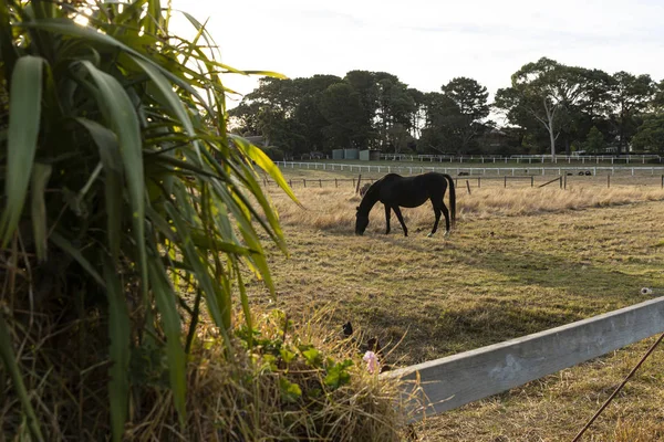 Een pony & paard grazen op paddock graslanden — Stockfoto