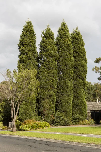 Alti alberi di conifera in piedi alto nel quartiere suburbano — Foto Stock