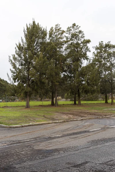 Velhas árvores não mantidas plantadas em parque de estacionamento industrial — Fotografia de Stock