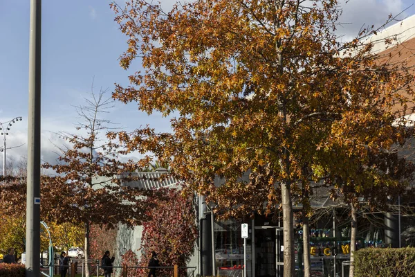 Suburban City Street During Orange Autumn Seasonal Changes — 스톡 사진