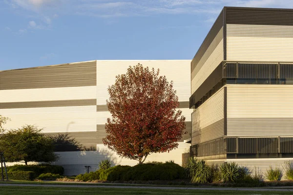 Red Autumn Tree Growing Outside Reflective Factory Exterior Stock Picture