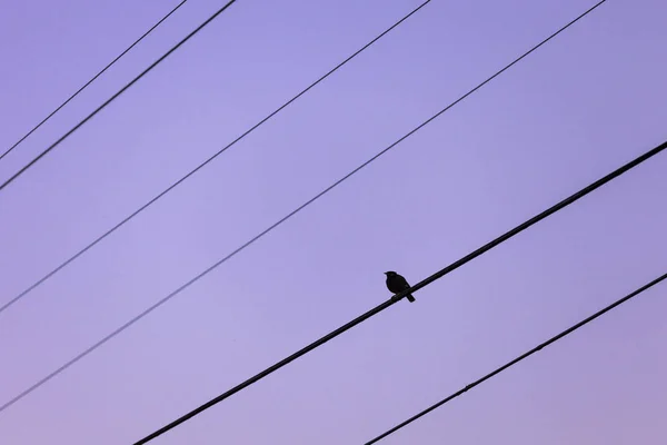 Μεμονωμένο πτηνό που κάθεται σε σιλουέτα ψηλά πάνω στο powerline — Φωτογραφία Αρχείου