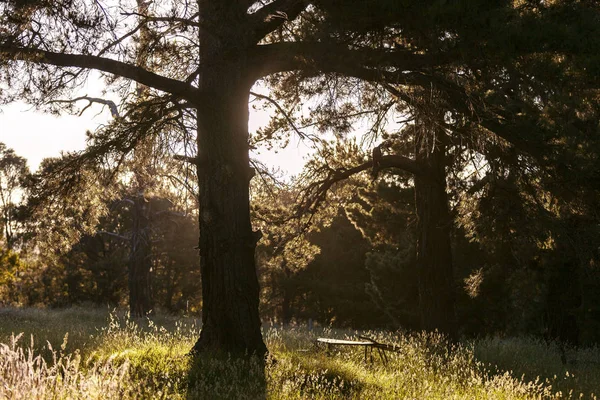 Forest Opening With Abandoned Furniture During The Afternoon