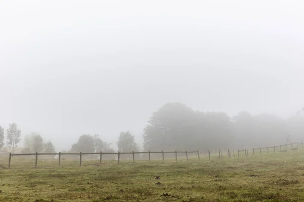 フィールドと森の霧の風景 — ストック写真
